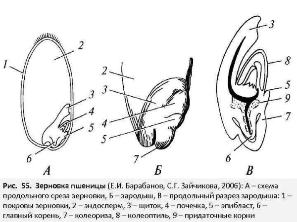 Строение среза зерновки