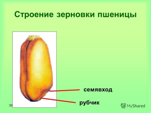 Строение зародыша зерновки