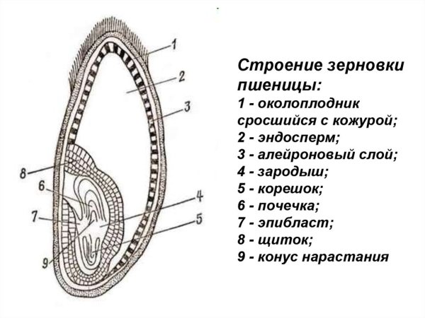 Схема семя зерновки пшеницы