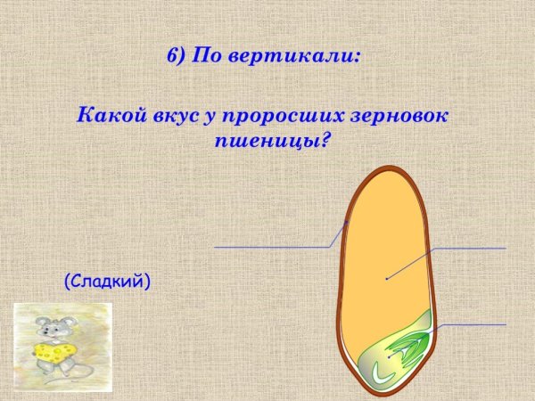 Внешний вид зерновки пшеницы