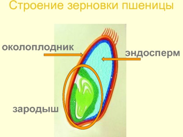 Семя однодольного и двудольного растения