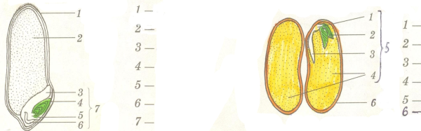 Строение зерна пшеницы зерновки