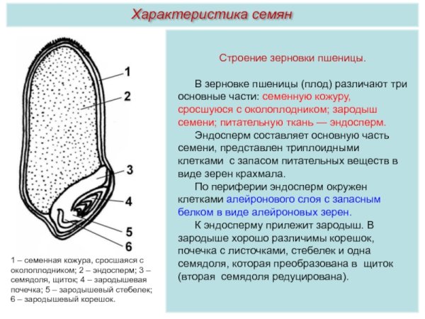 Строение семени зерновки пшеницы
