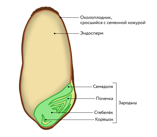 Строение семени пшеницы биология 5 класс
