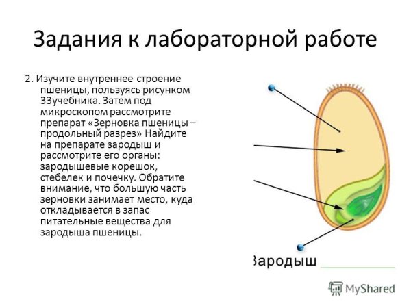 Строение семени зерновки
