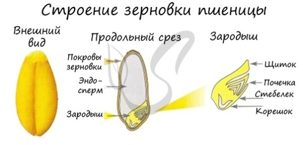 Строение зерновки ячменя