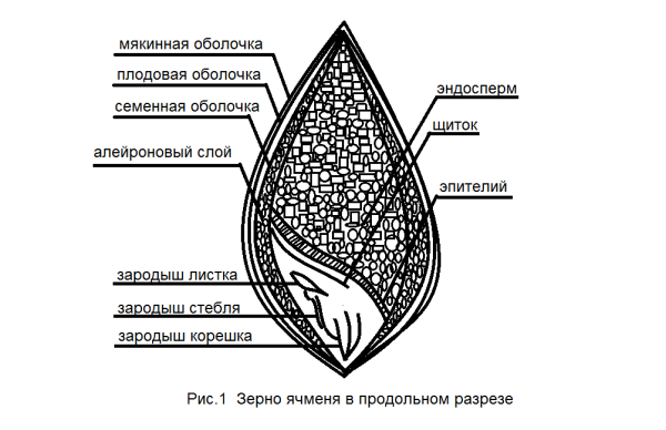 Части семени пшеницы схема
