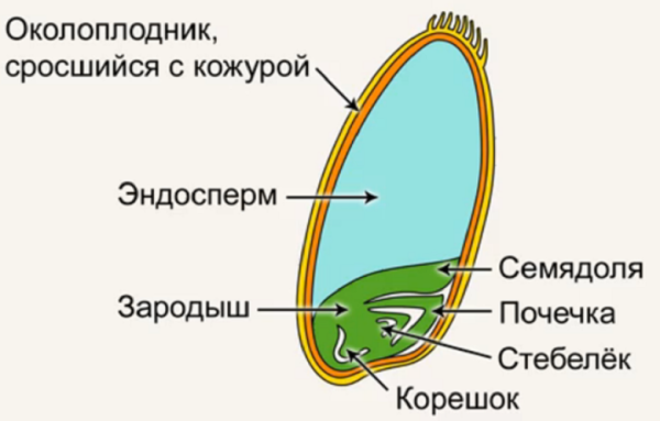 Части зародыша зерновки пшеницы