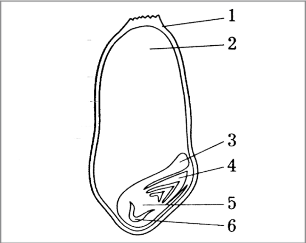 Строение семени тыквы рисунок
