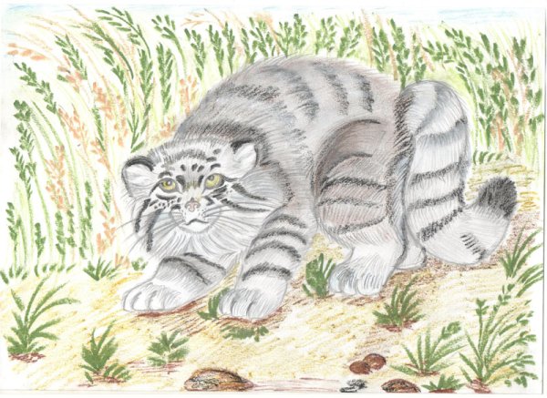 Кот Манул раскраска