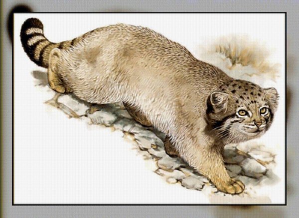 Манул рисунок