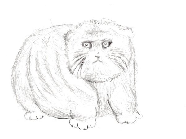 Манул карандашом