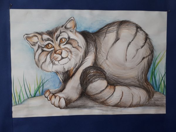 Кот Манул раскраска для детей