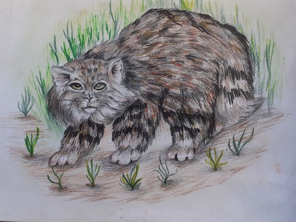 Дикий кот Манул