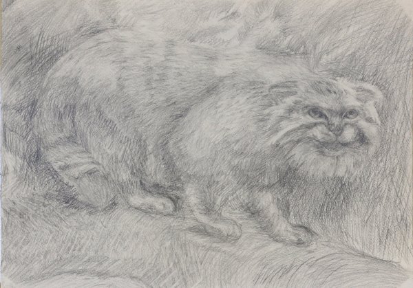 Манул карандашом