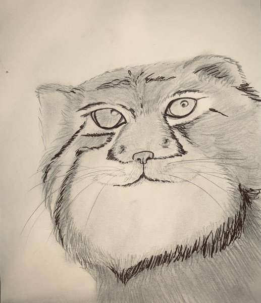 Манул карандашом