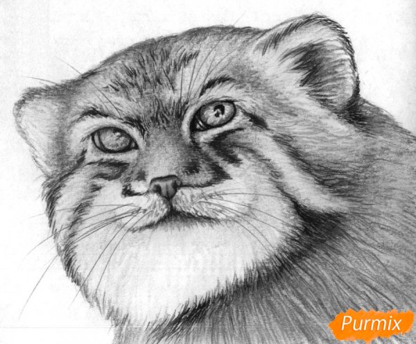 Рисунок манула для срисовки