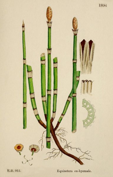 Хвощ зимующий(Equisetum hyemale)-4