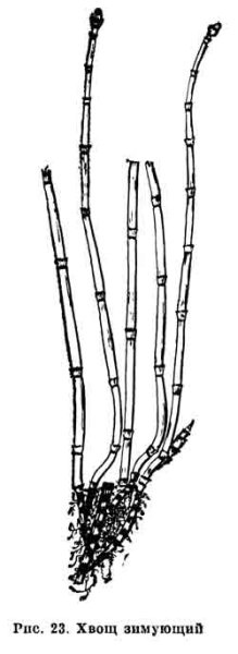 Хвощ зимующий побеги