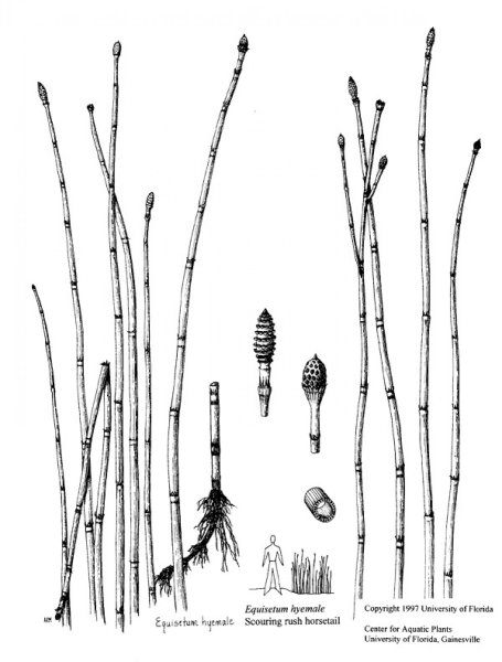 Хвощ зимующий