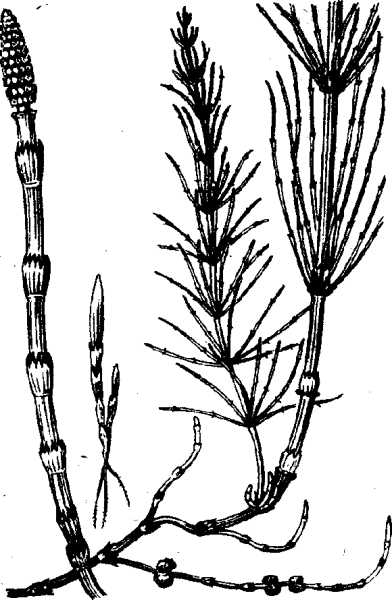 Хвощ полевой зимующий