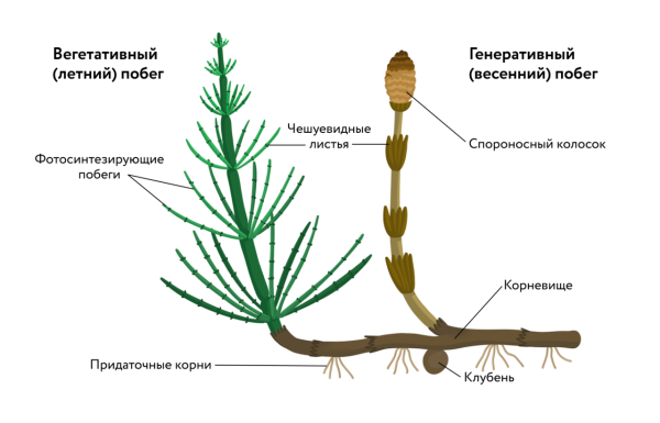 Хвощ зимующий строение