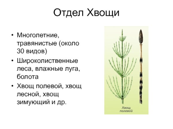 Хвощ полевой зимующий побег