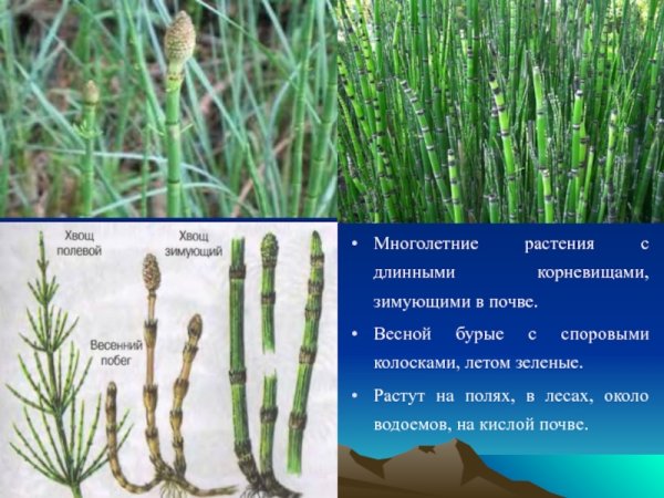 Хвощ полевой и Лесной