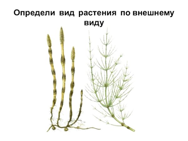 Хвощ полевой зимующий