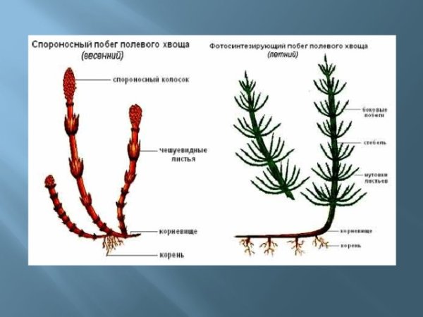 Строение весеннего побега хвоща полевого