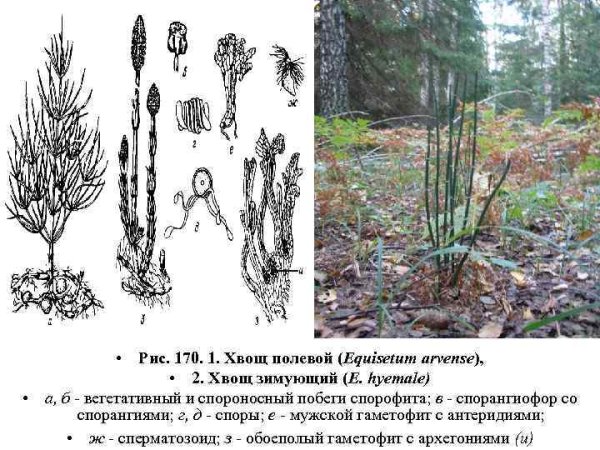 Хвощ полевой строение рисунок