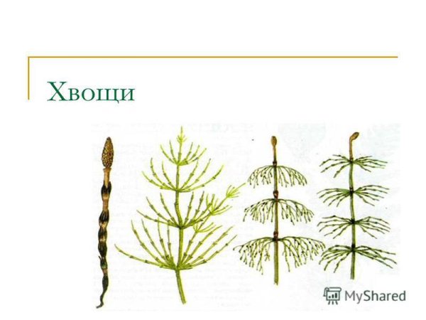 Папоротников плаунов хвощей