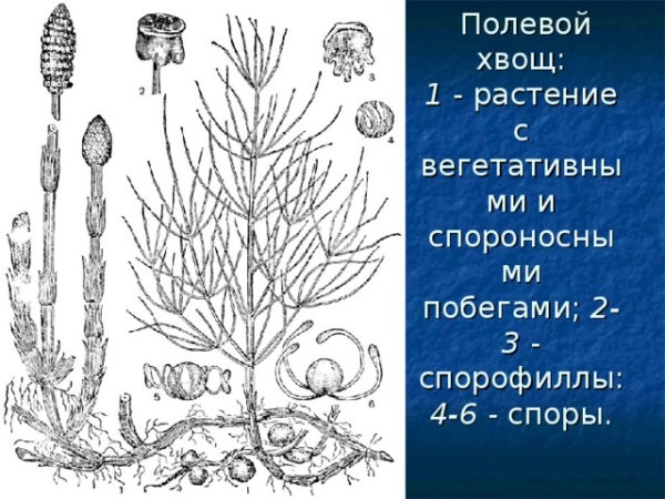 Хвощ полевой Луговой Лесной