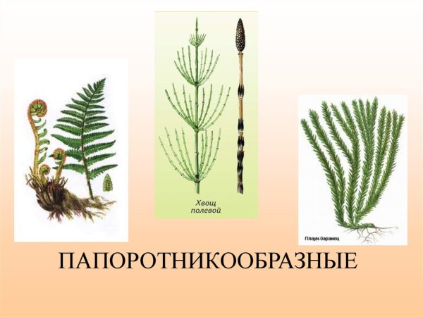 Хвощ Камышевидный описание