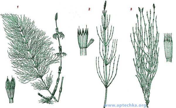 Спорангии хвоща полевого