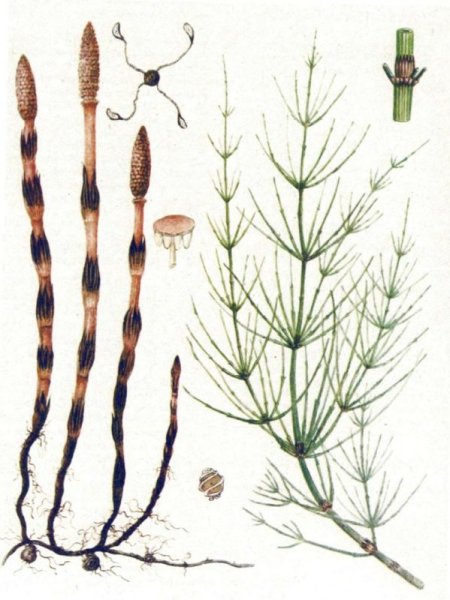 Хвощ полевой