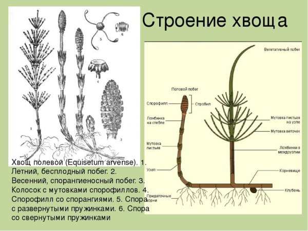 3.Хвощ Приречный (Equisetum fluviatile)