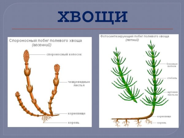 Спороносный побег хвоща