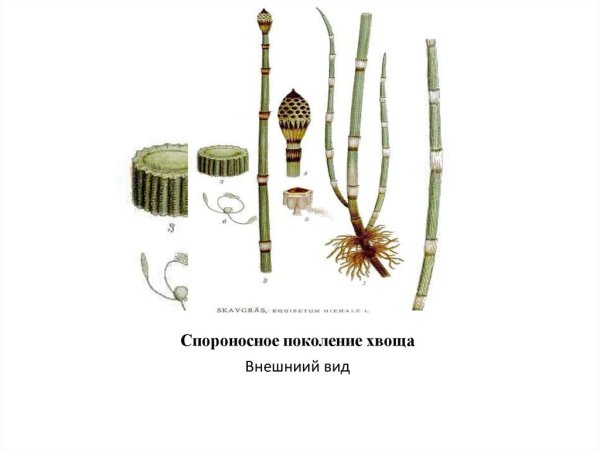 Стебель хвоща лесного