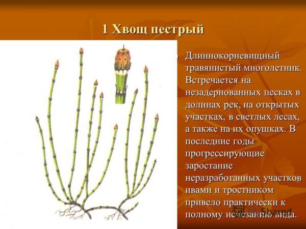 Хвощ полевой строение