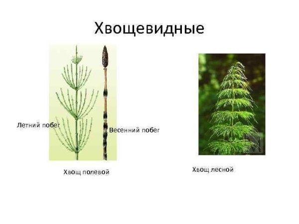 Хвощ Луговой Equisetum pratense