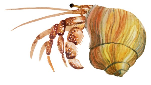 Раки-отшельники рисунок