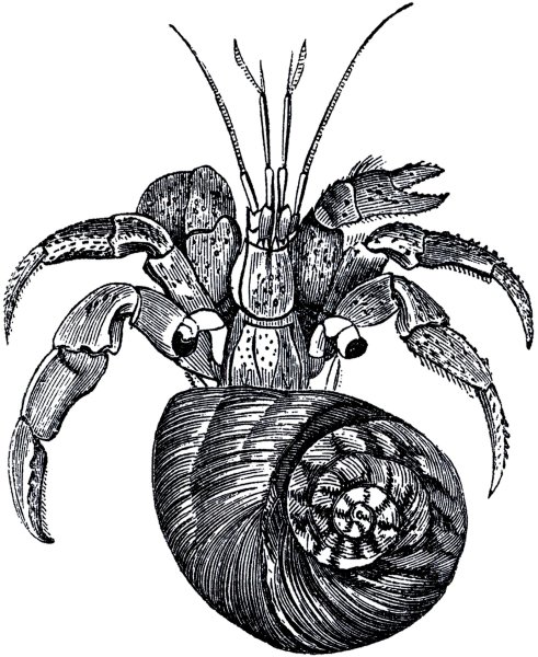 Рак-отшельник вид сверху