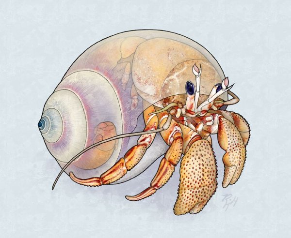 Краб отшельник строение