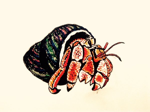 Краб отшельник арт