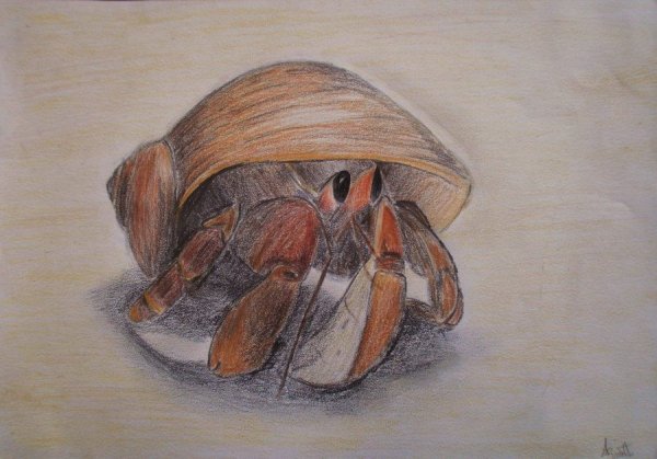 Раки-отшельники рисунок