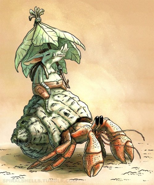 Раки-отшельники рисунок