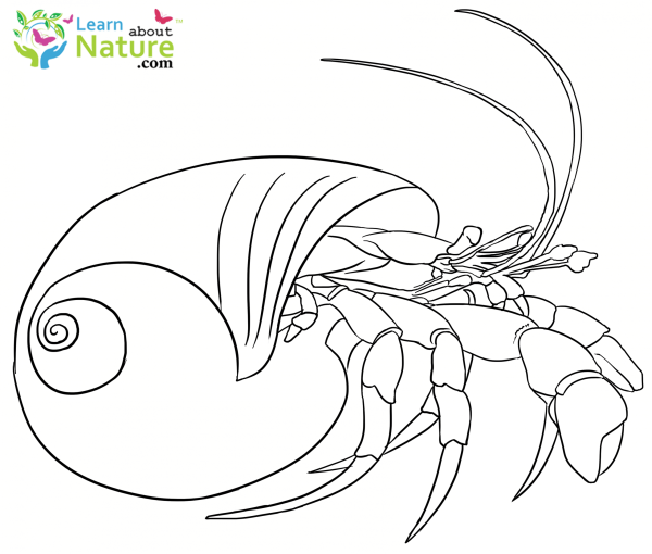 Рак-отшельник чб