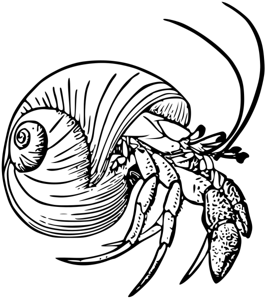 Ракообразные раскраска