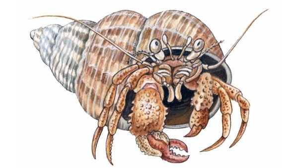 Рак-отшельник обыкновенный